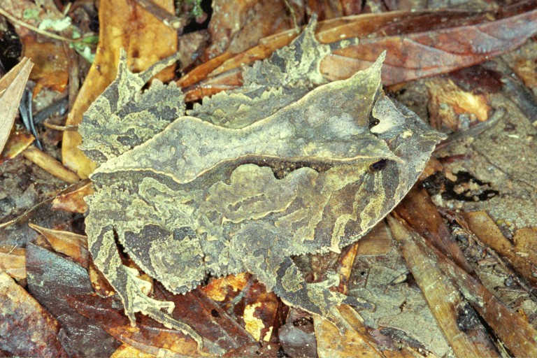 Proceratophrys subguttata