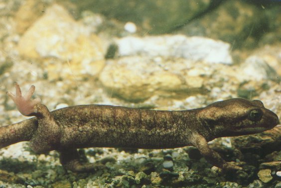 Euproctus montanus Euproctus montanus