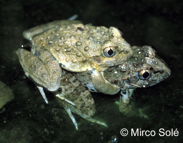 Limnomedusa macroglossa Limnomedusa macroglossa