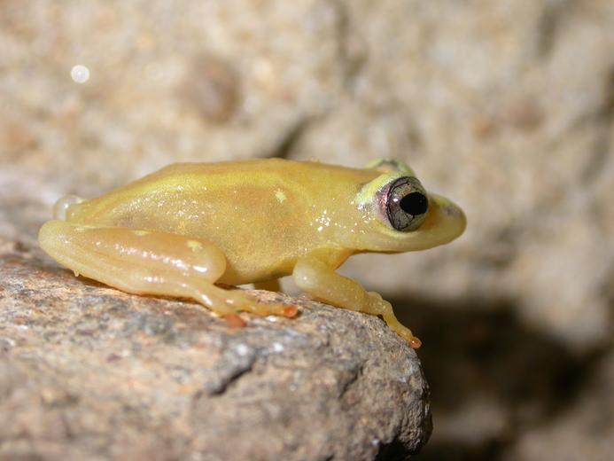 Hyperolius puncticulatus Hyperolius puncticulatus