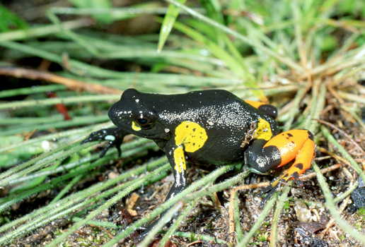 Mantella cowanii Mantella cowanii