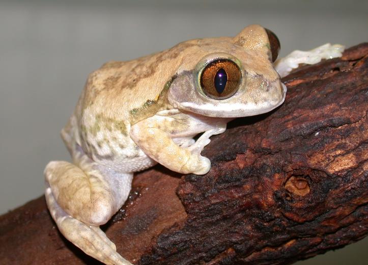 Leptopelis sp. Leptopelis sp.