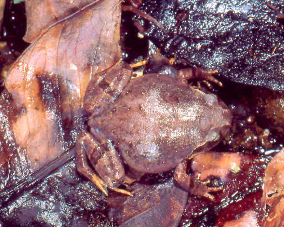 Plethodontohyla alluaudi Plethodontohyla alluaudi