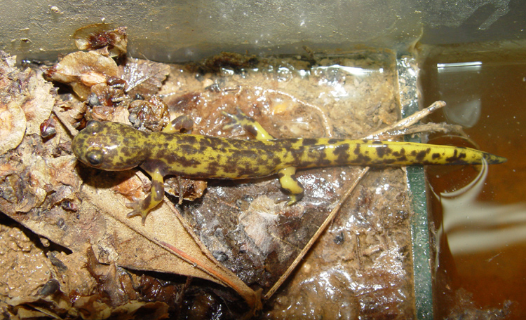Paradactylodon persicus Paradactylodon persicus
