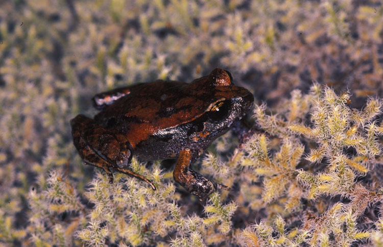 Eupsophus calcaratus Eupsophus calcaratus