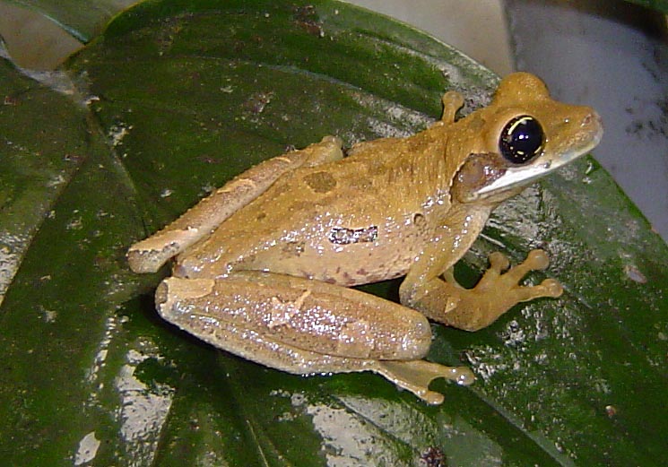 Osteocephalus verruciger Osteocephalus verruciger