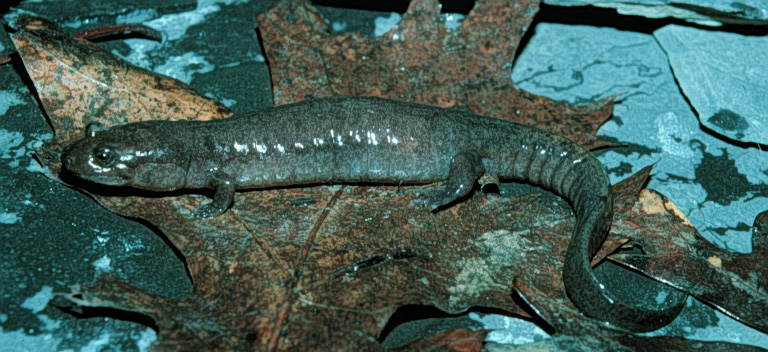 Desmognathus brimleyorum