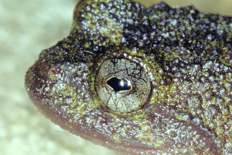 Cycloramphus duseni Cycloramphus duseni
