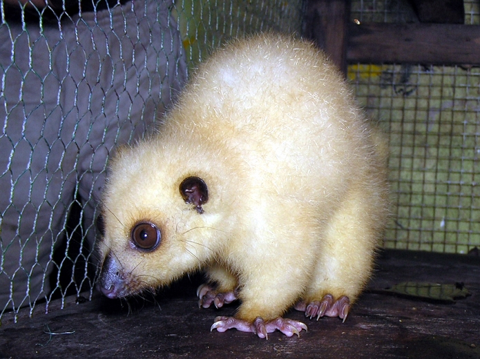 Phalaneger orientalis Phalaneger orientalis
