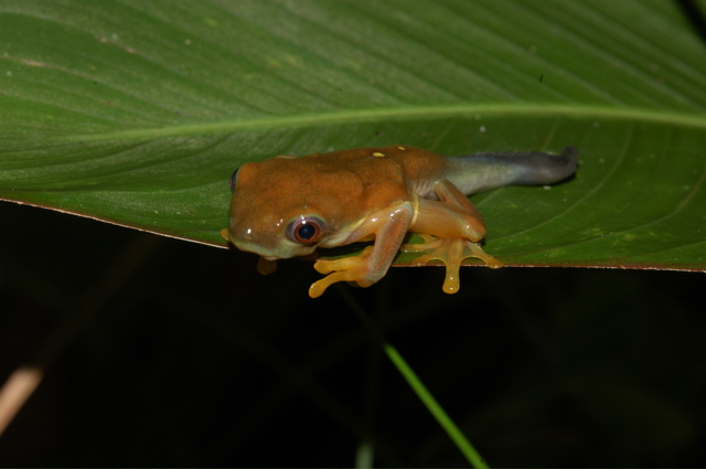 Agalychnis spurrelli Agalychnis spurrelli