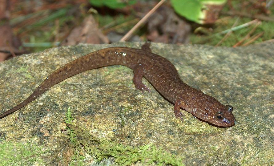Desmognathus santeetlah Desmognathus santeetlah