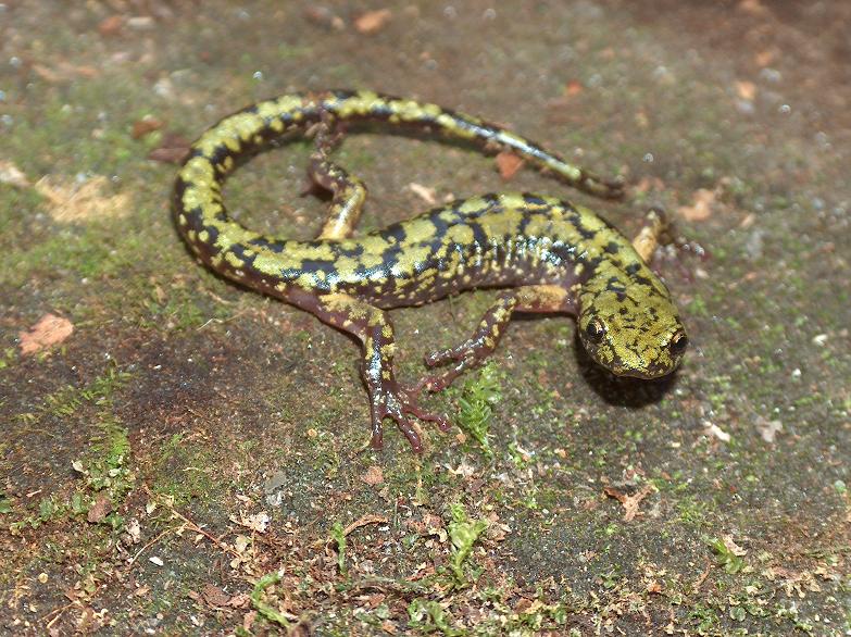 Aneides aeneus Aneides aeneus