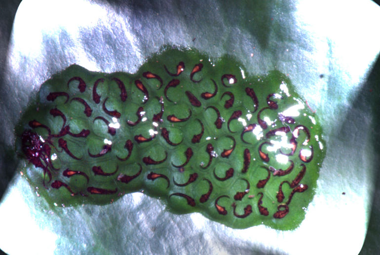 Dendropsophus ebraccatus Dendropsophus ebraccatus