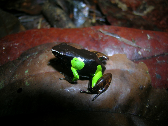 Mantella baroni Mantella baroni