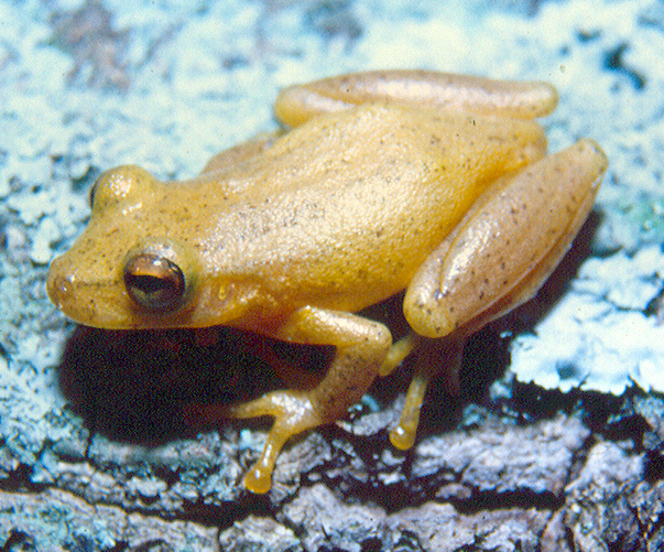 Scinax manriquei Scinax manriquei
