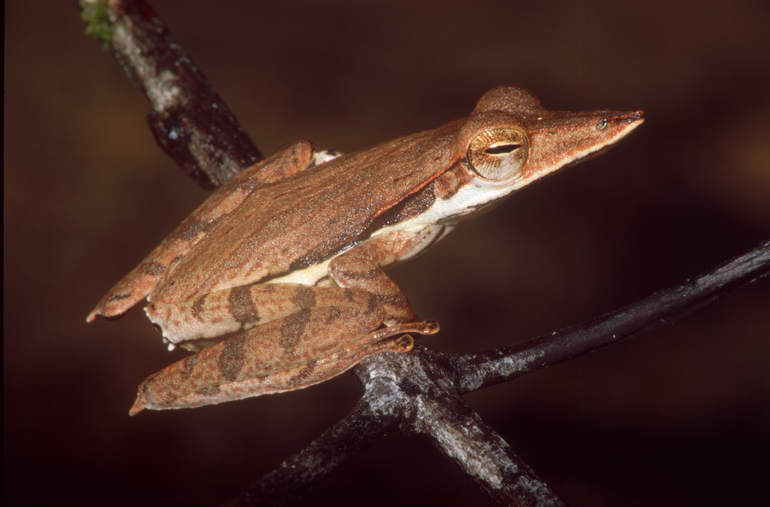 Taruga longinasus Taruga longinasus