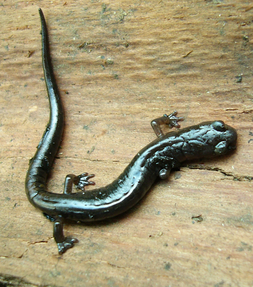 Pseudoeurycea rex