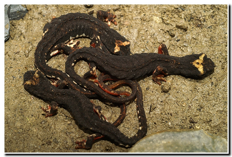 Salamandrina terdigitata