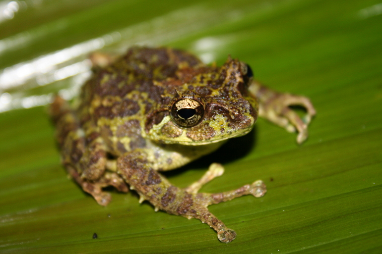 Philautus everetti Philautus everetti