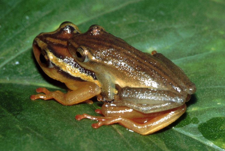 Hyperolius puncticulatus Hyperolius puncticulatus