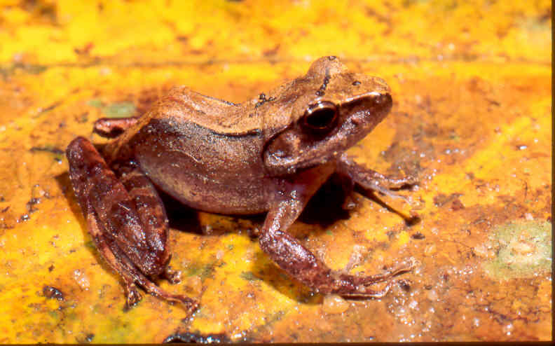 Gephyromantis leucomaculatus Gephyromantis leucomaculatus