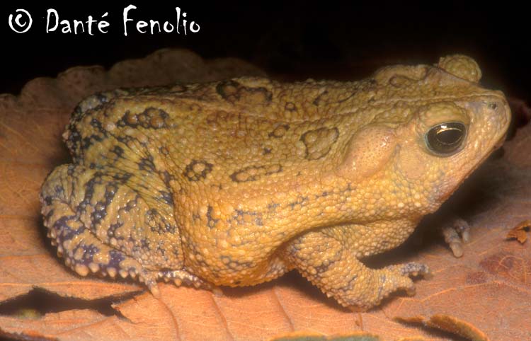 Rhinella ocellata Rhinella ocellata