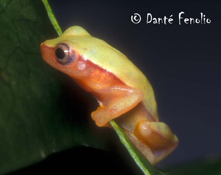 Dendropsophus anataliasiasi Dendropsophus anataliasiasi