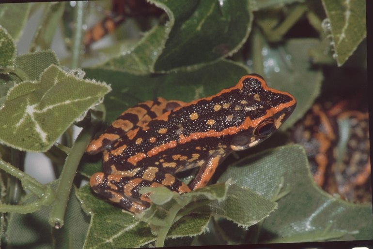 Pulchrana signata Pulchrana signata