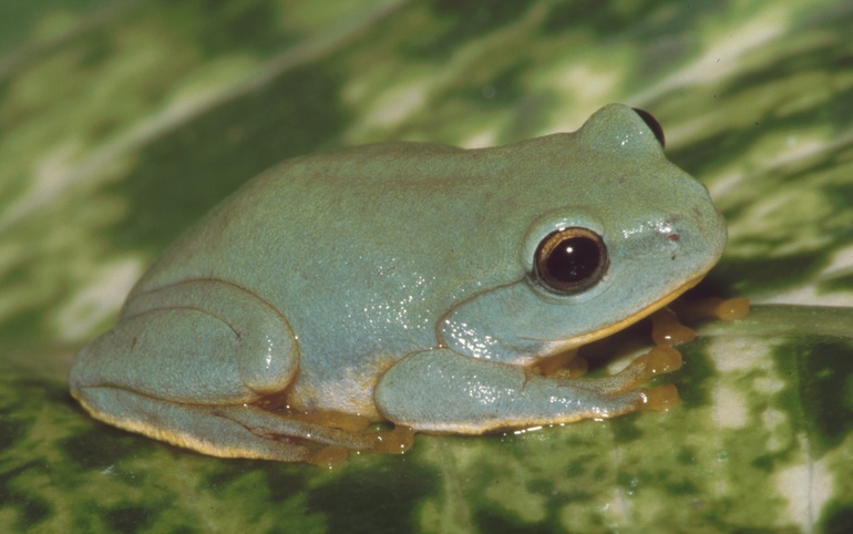 Zhangixalus owstoni Zhangixalus owstoni
