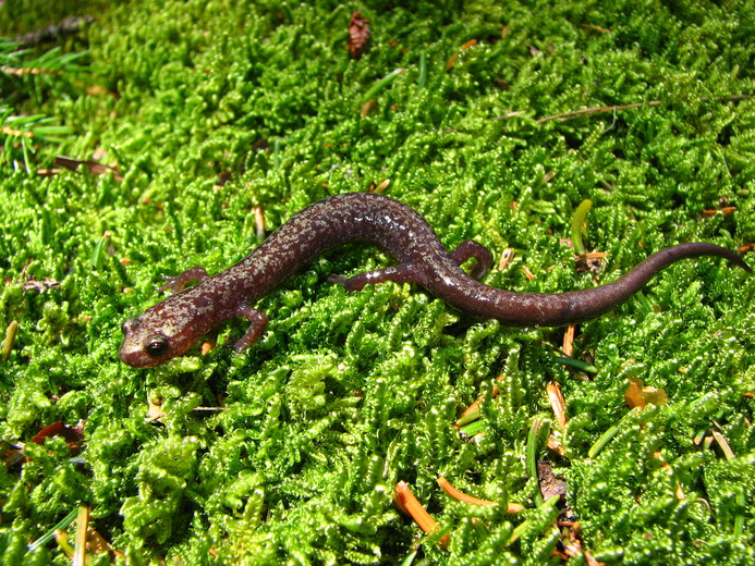 Plethodon nettingi Plethodon nettingi