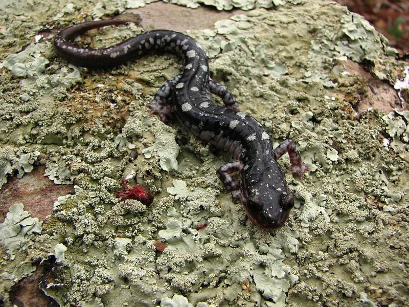 Plethodon fourchensis Plethodon fourchensis