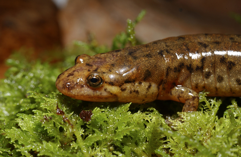 Desmognathus planiceps Desmognathus planiceps
