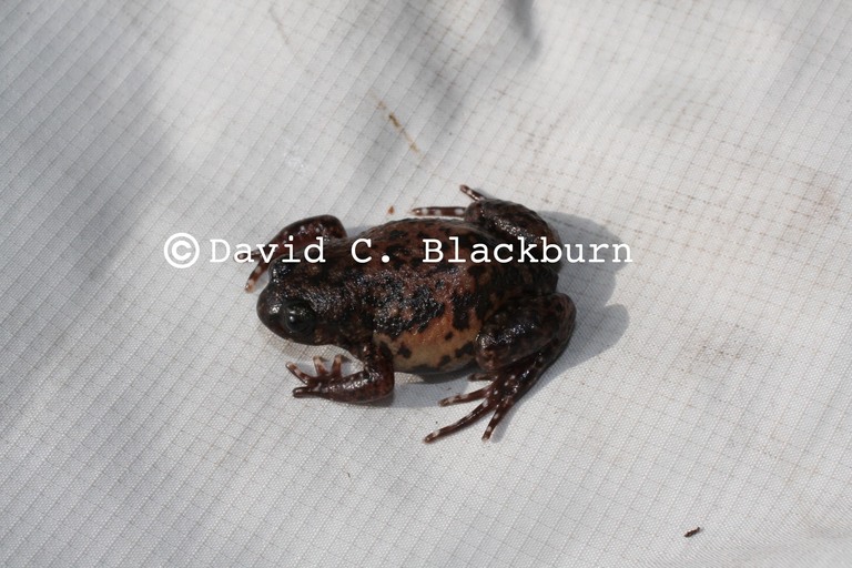 Leptodactylodon axillaris Leptodactylodon axillaris