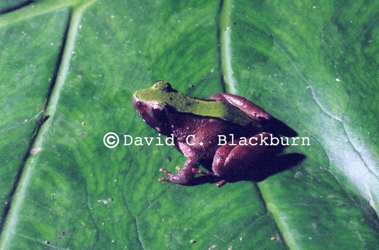 Phrynobatrachus batesii Phrynobatrachus batesii