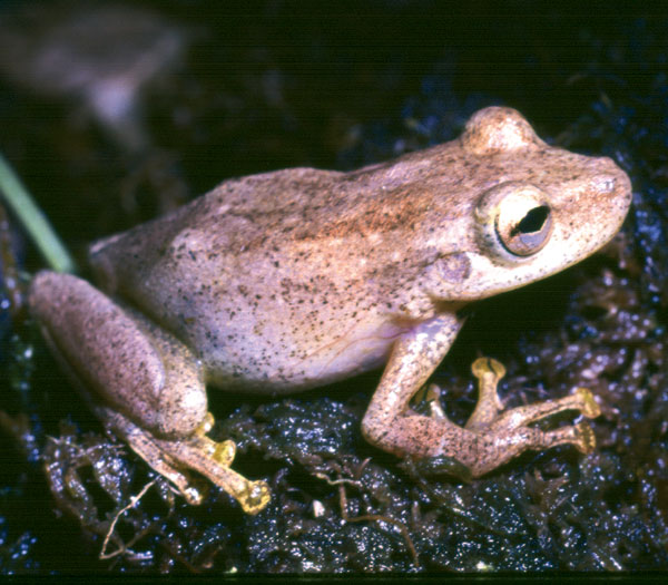 Scinax manriquei Scinax manriquei