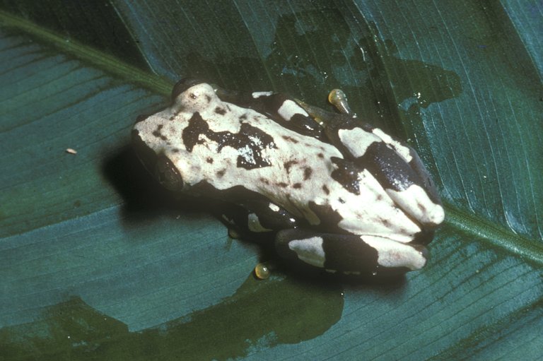 Afrixalus nigeriensis