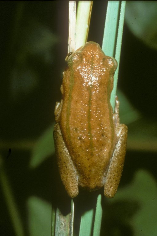 Hyperolius balfouri viridistriatus