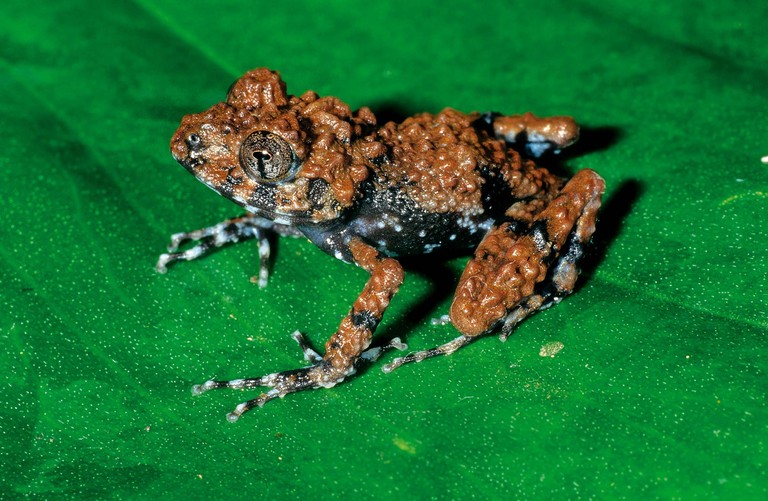 Gephyromantis malagasius