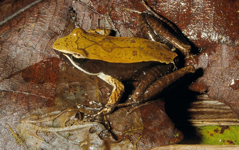 Mantidactylus melanopleura