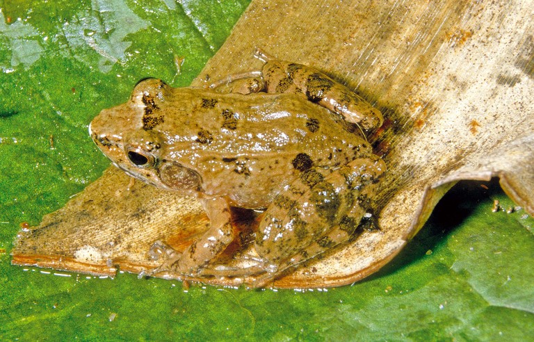 Mantidactylus betsileanus