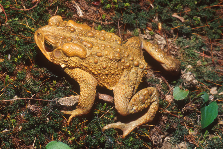 Anaxyrus americanus Anaxyrus americanus