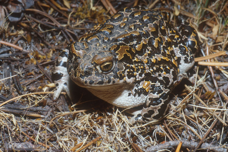 Anaxyrus canorus Anaxyrus canorus