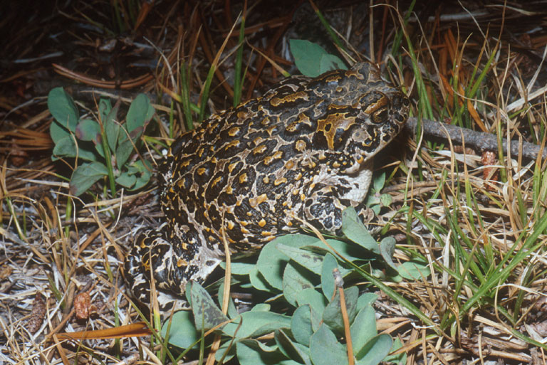 Anaxyrus canorus Anaxyrus canorus
