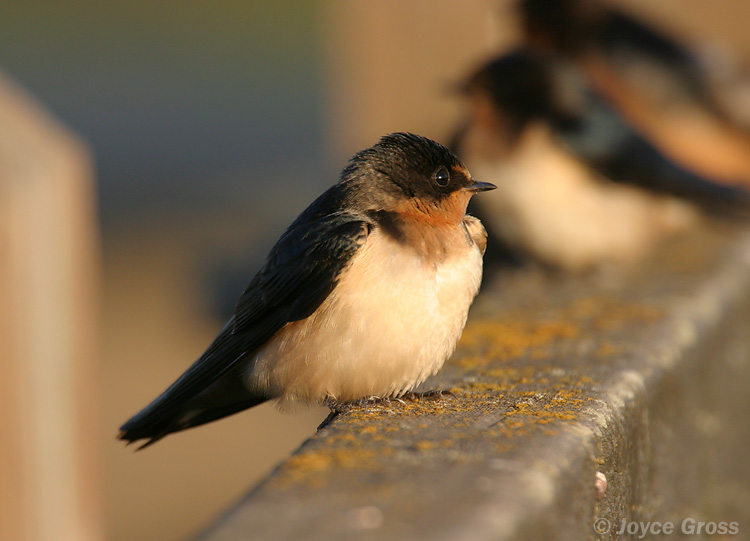 Hirundo rustica Hirundo rustica