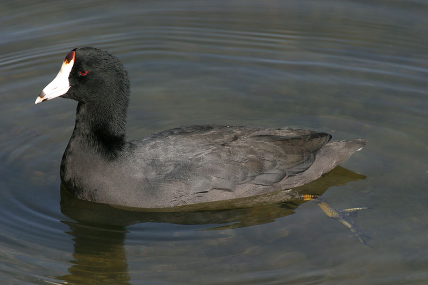 Fulica americana Fulica americana