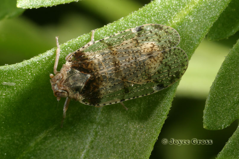 Cixius basalis Cixius basalis