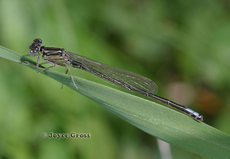 Ischnura verticalis Ischnura verticalis