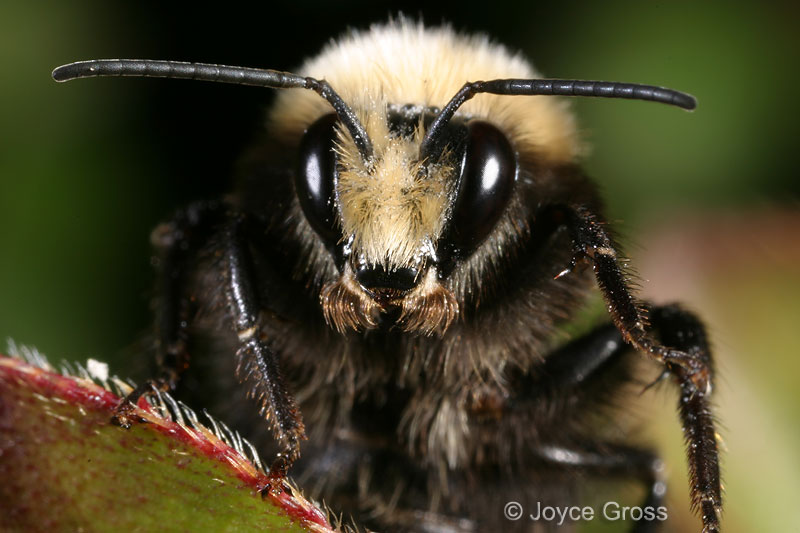 Bombus vosnesenskii Bombus vosnesenskii