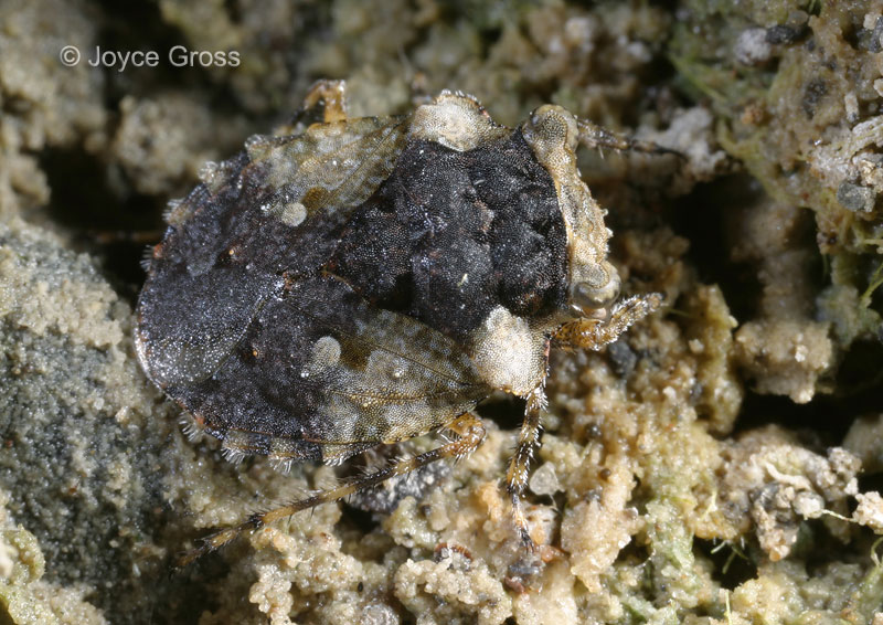 Gelastocoris oculatus Gelastocoris oculatus