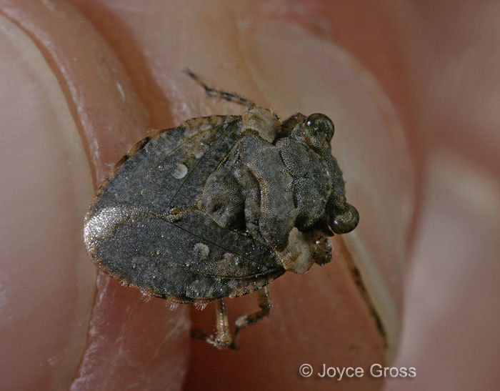 Gelastocoris oculatus Gelastocoris oculatus